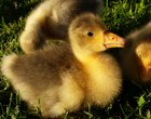 1.5 week-old goslings