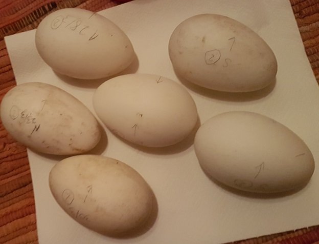 Eggs marked up for the incubator