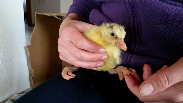 This little gander had both curled feet and splayed legs, but was completely normal and running around within two days.
